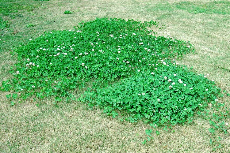 How To Get Rid Of Clover In Lawn