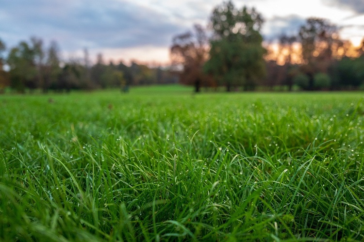 How Often Do You Need To Fertilize Your Lawn
