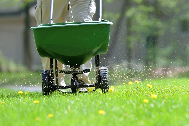 Best Time To Fertilize Lawn Before Or After Rain