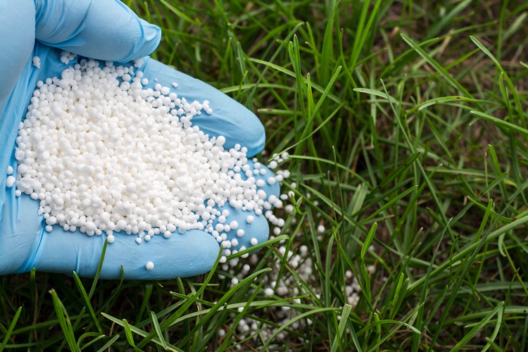 Best Time To Fertilize Lawn Before Or After Rain