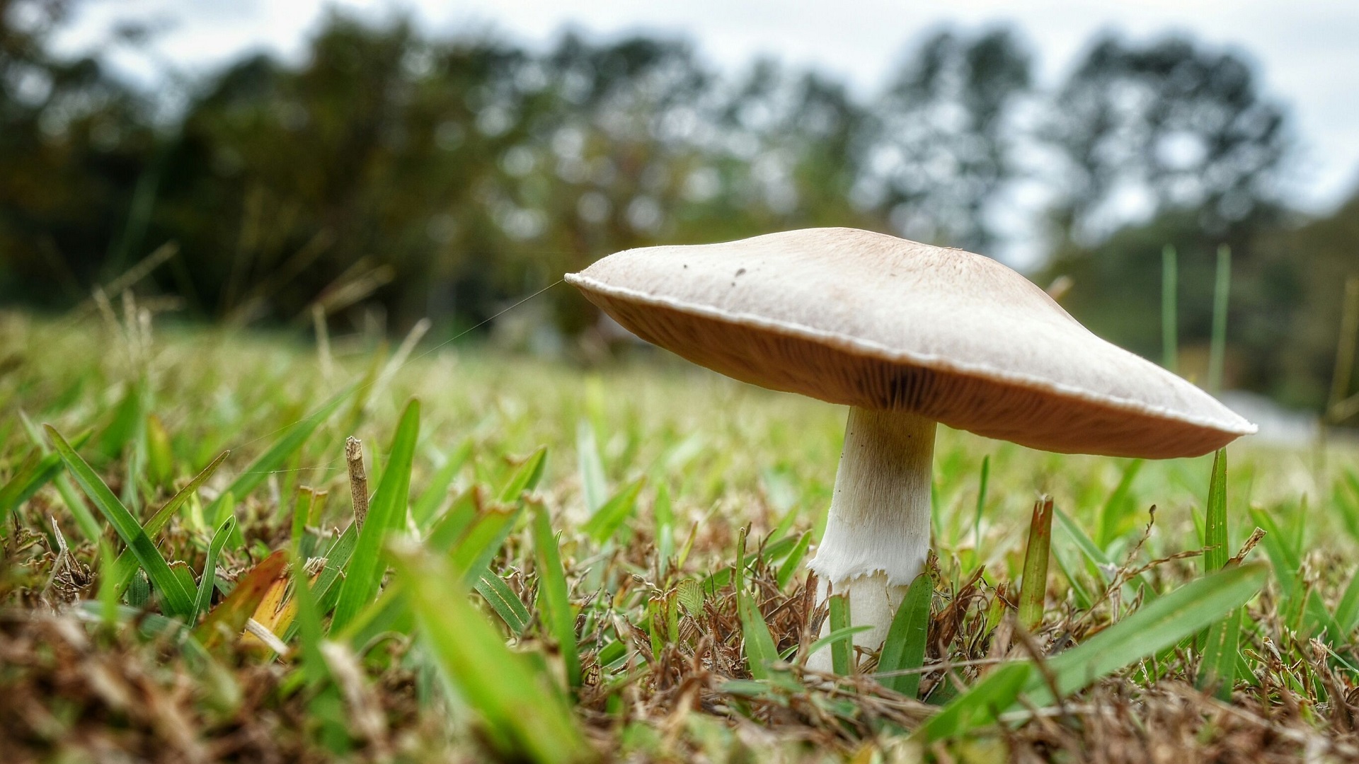 How To Get Rid Of Mushrooms In Lawn