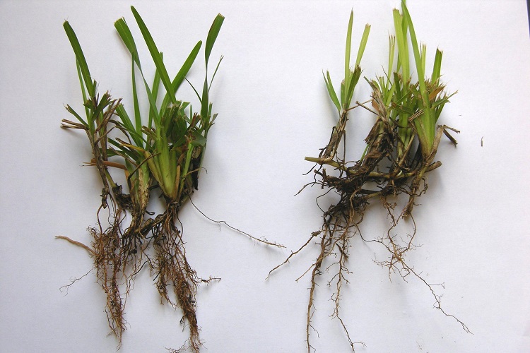 How To Get Rid Of Root Rot