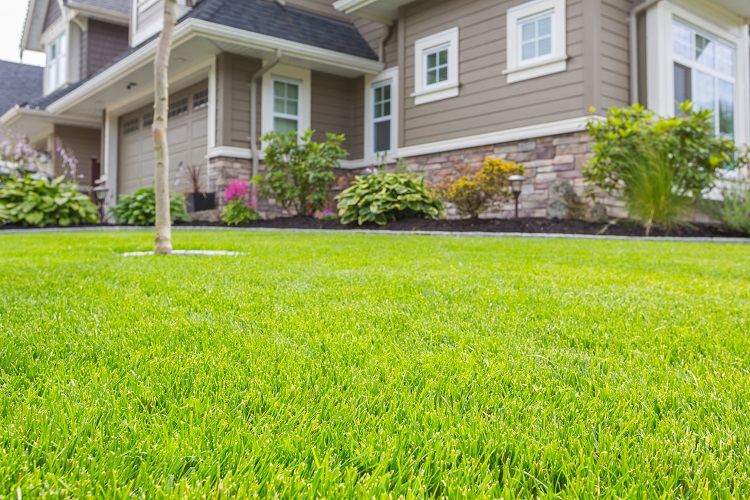 How Does Reseeding Improve Lawn Health?