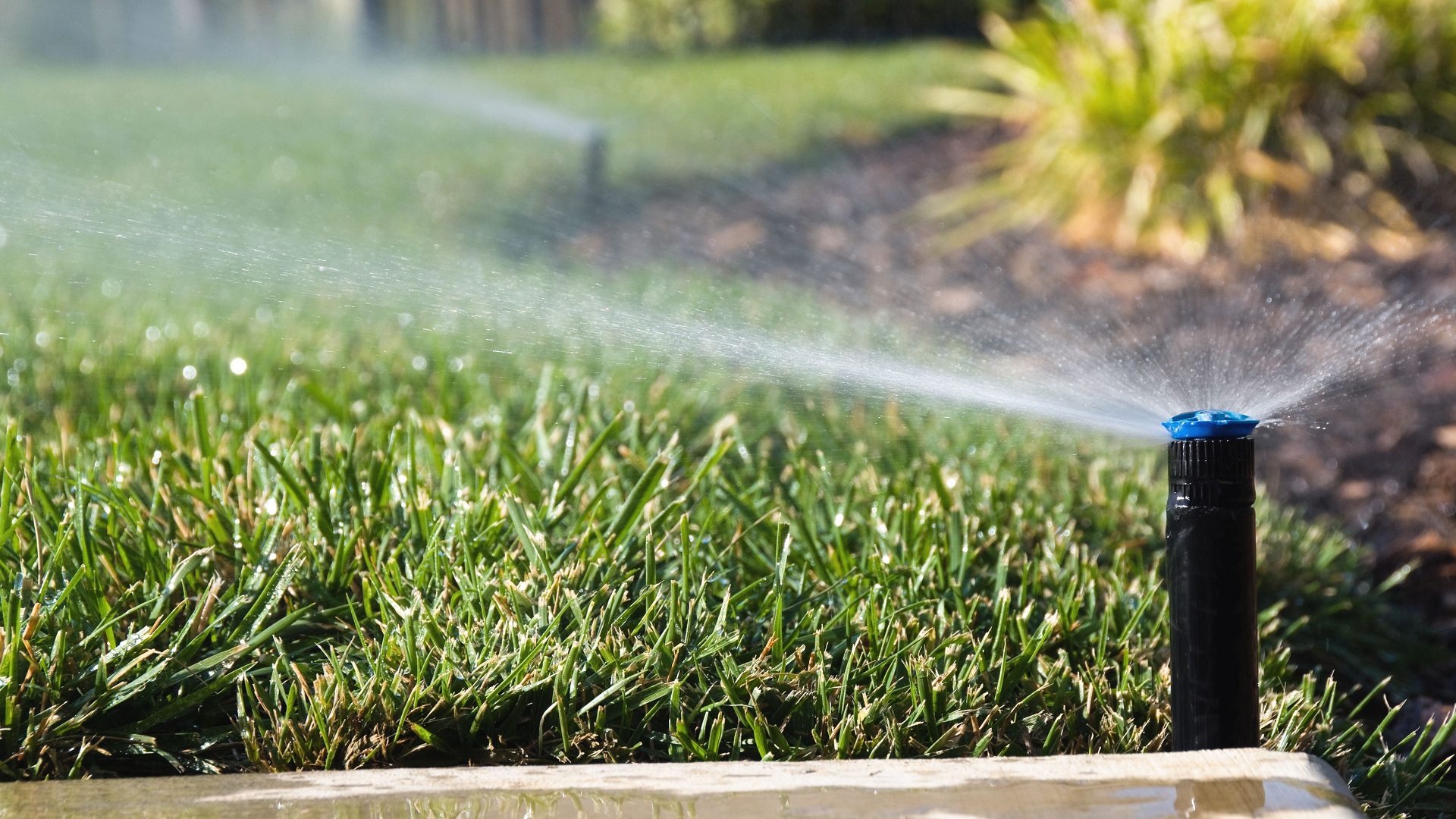 Best Automatic Watering System For Your Plants