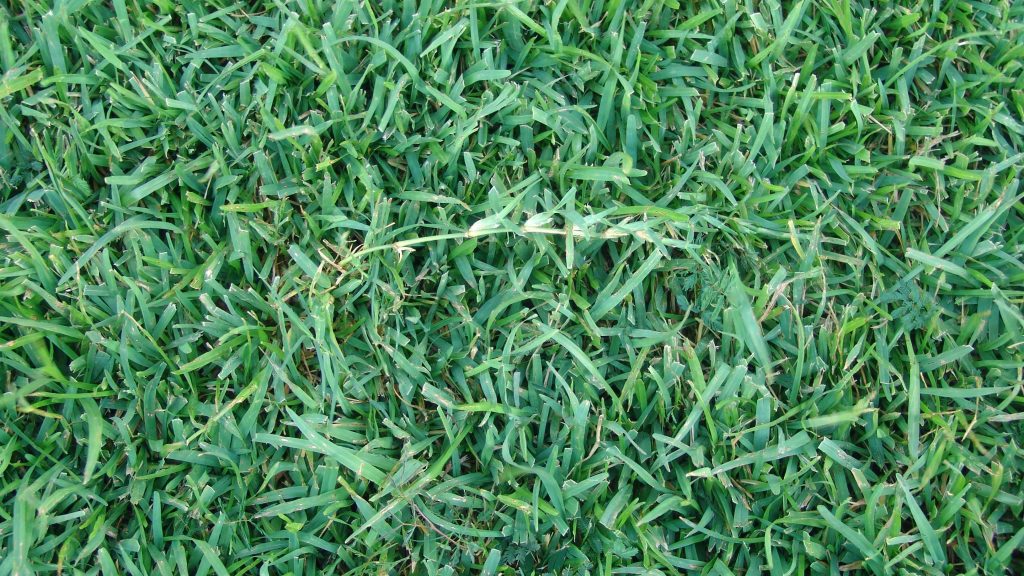 Centipede Grass