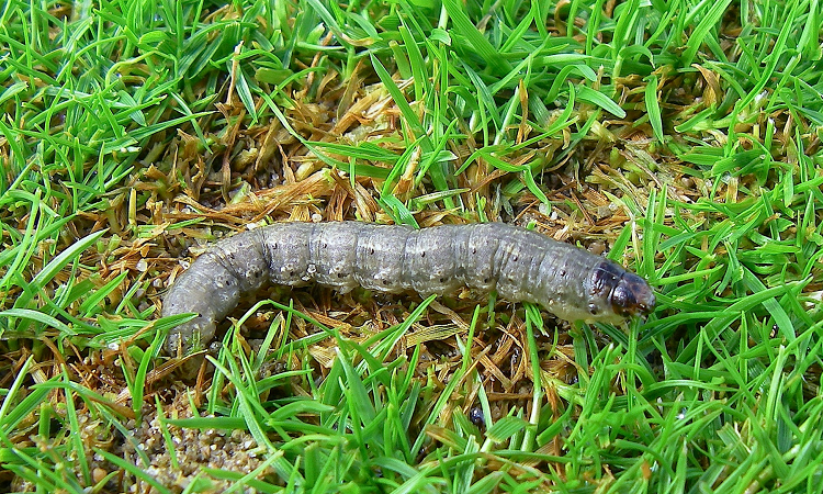 The Types of Lawn Pests