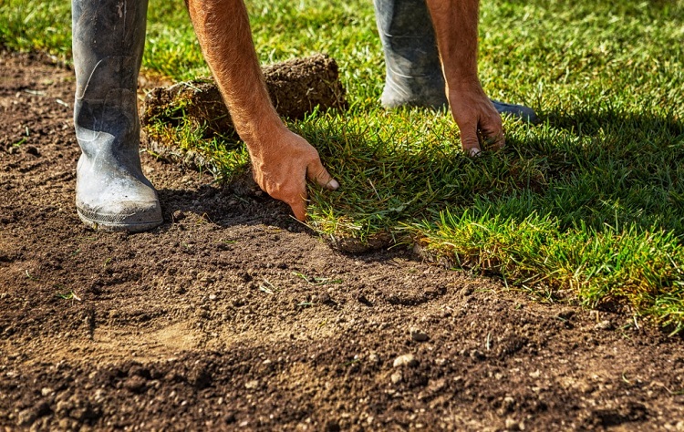 How Much Should You Spend on a New Lawn?