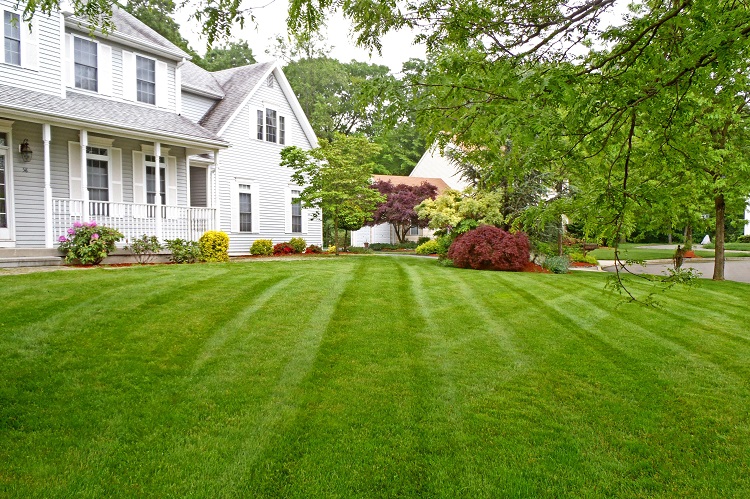 Can You Have A Nice Lawn Without Chemicals?