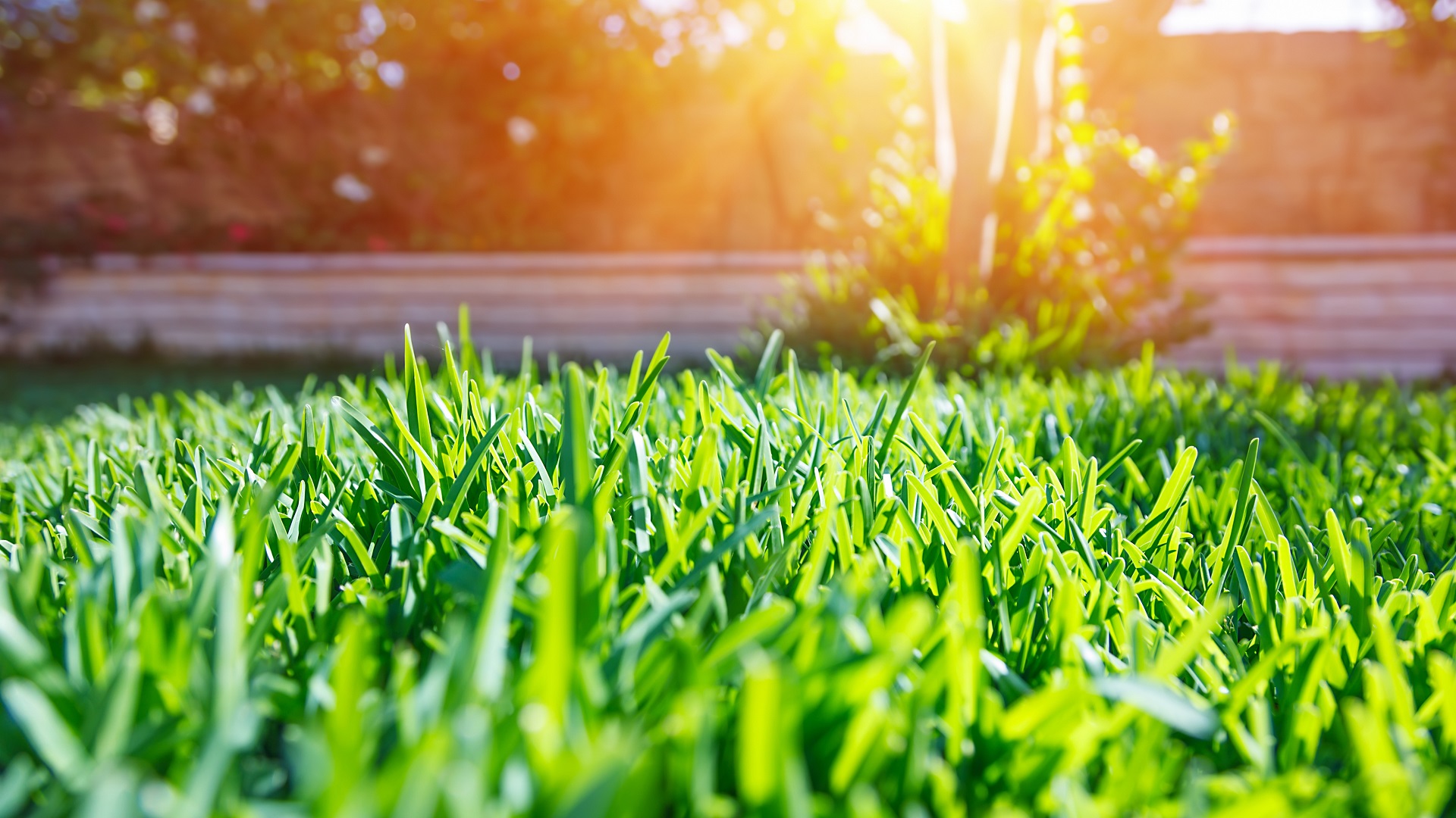 Your Guide to Lawn Weed Control and Eliminating Pests