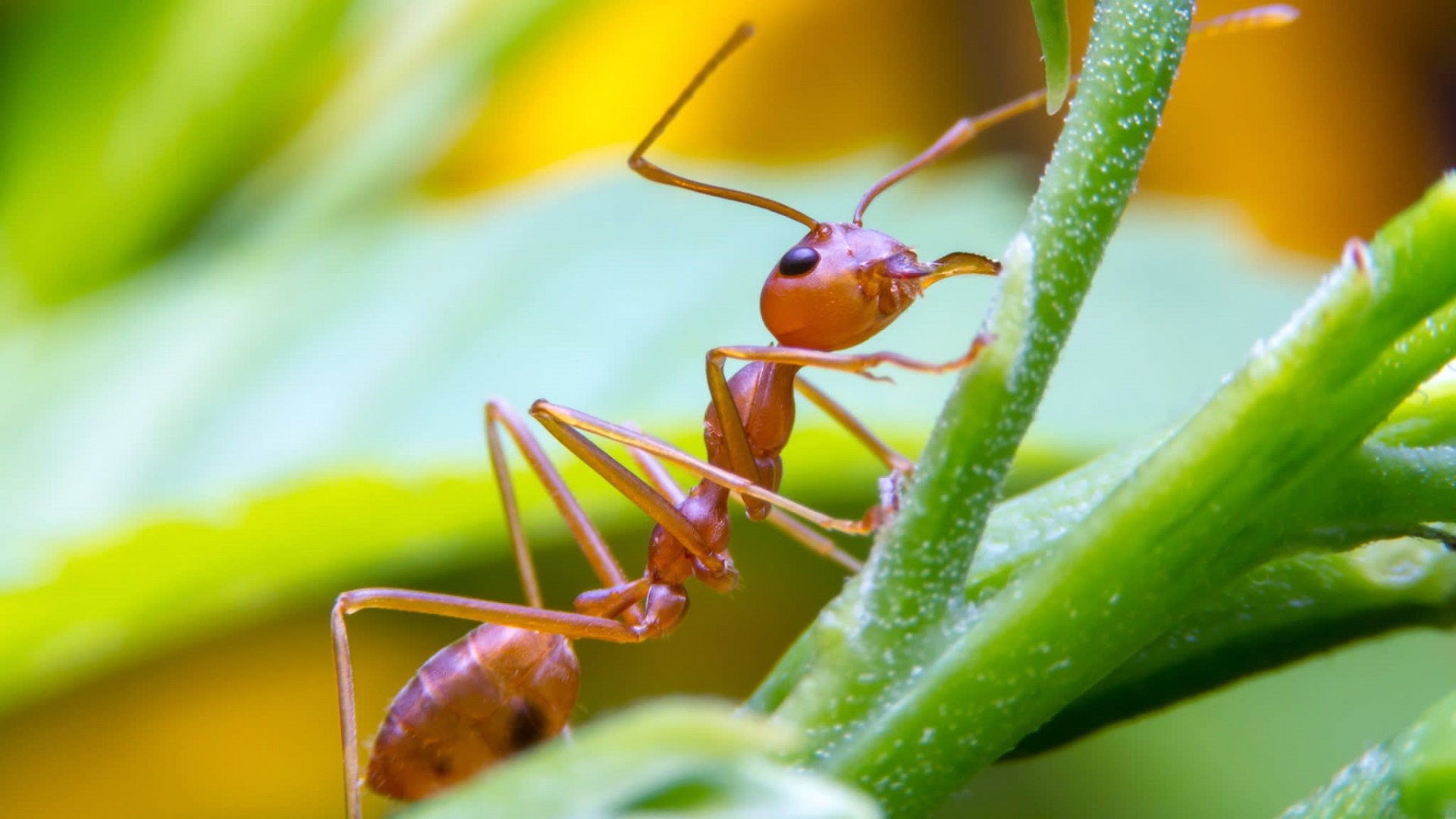 The Simple Way to Get Rid of Ants In Your Lawn