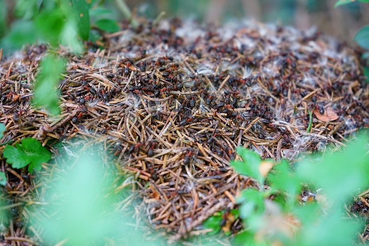Can Ants Damage My Garden?