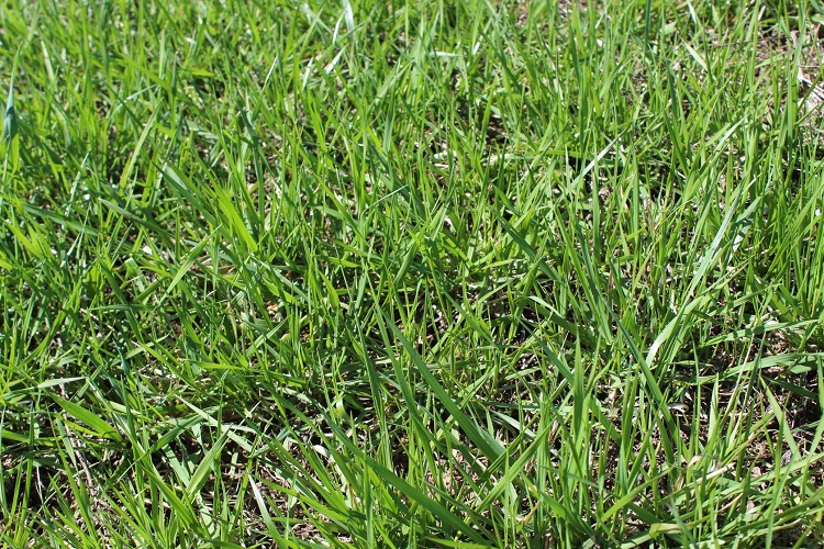 How to Recover a Diseased Lawn