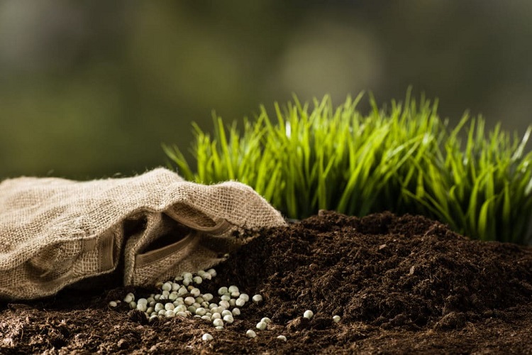 When Should I Apply An Organic Fertilizer To My Lawn?