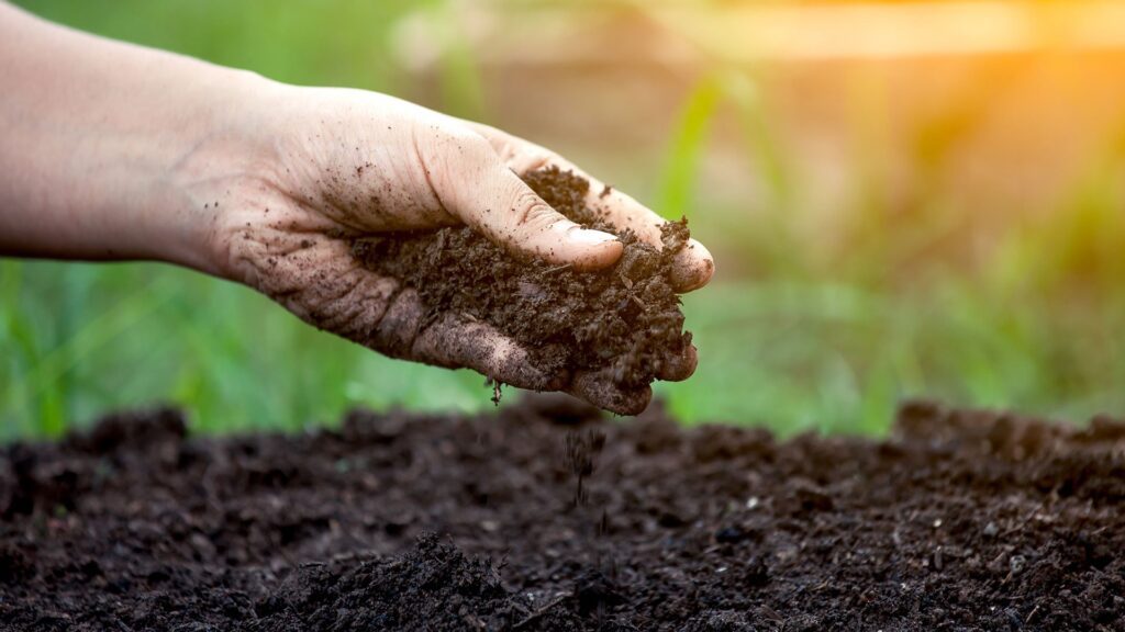Best Soil For Your Lawn: Which One Should You Buy?