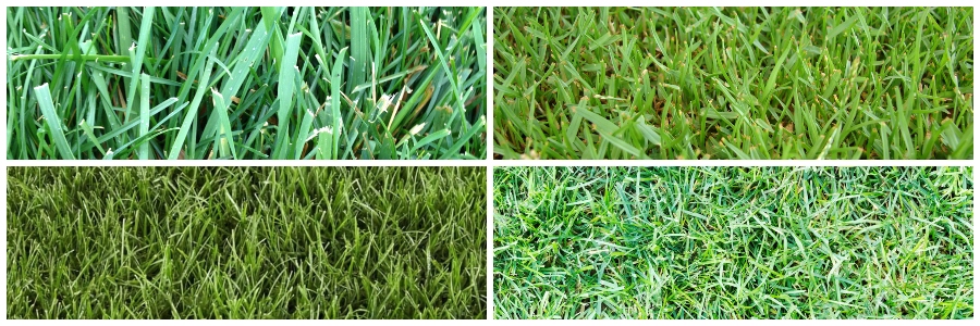 Grass Types
