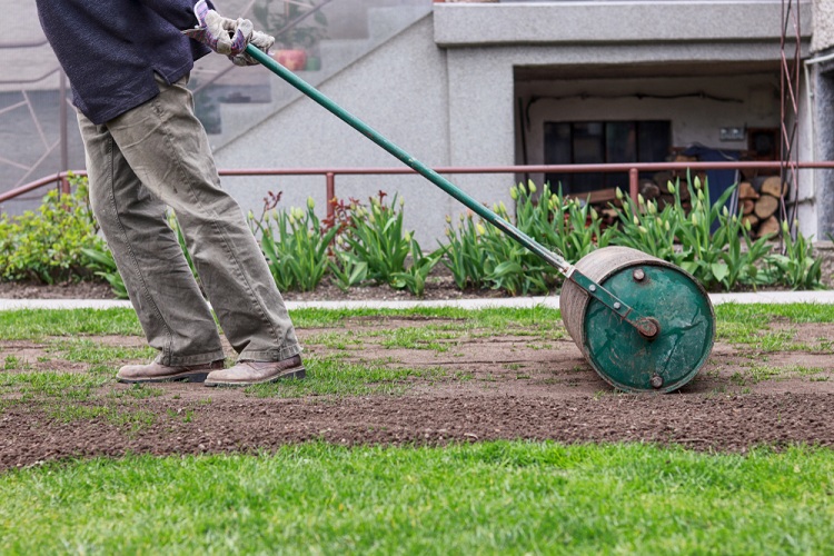 When Should You Roll Your Lawn?