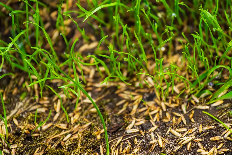 How To Calculate How Much Grass Seed You Need