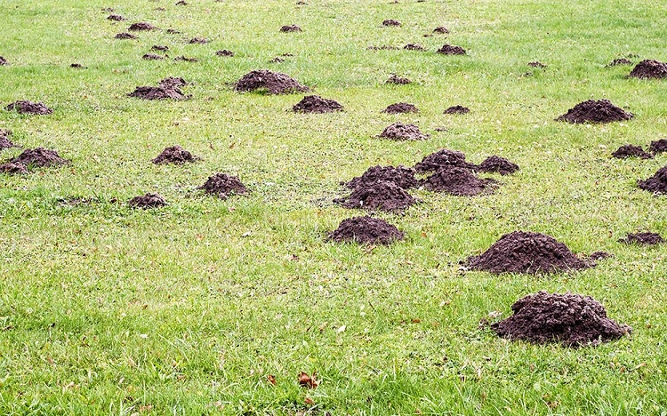 What Type of Damage Do Moles Cause?