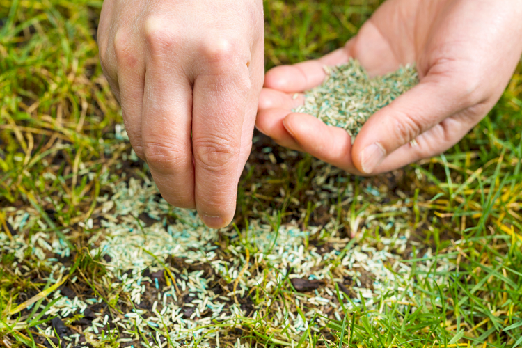How Much Grass Seed Do I Need? Other Things To Consider