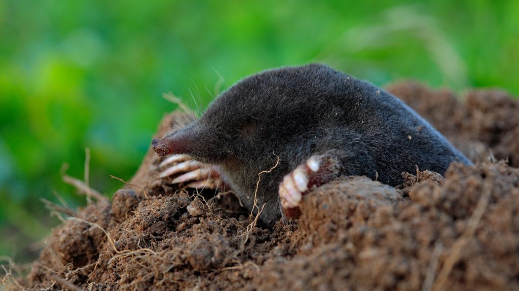5 Ways to Get Rid of Moles In Your Lawn