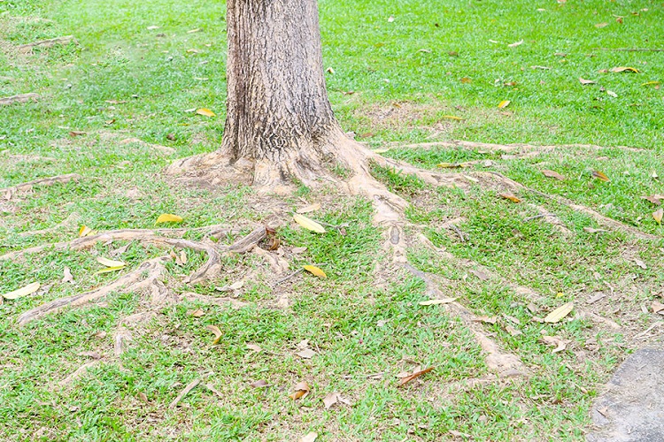 Can You Remove Tree Roots From A Live Tree? 