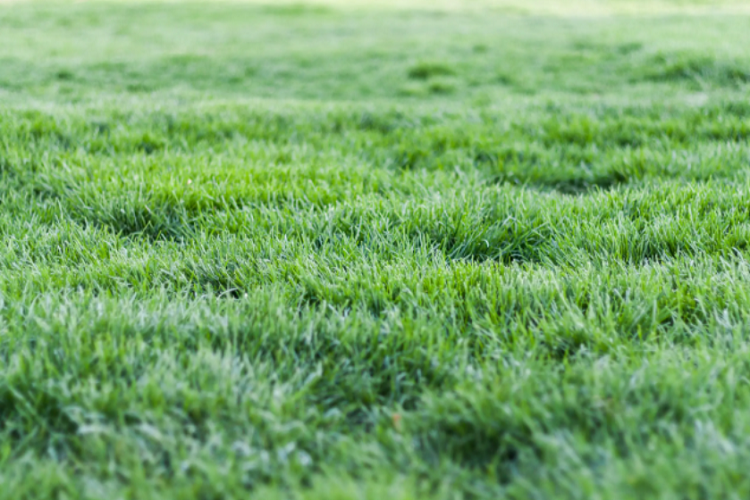 Are They Harmful to Your Lawn?