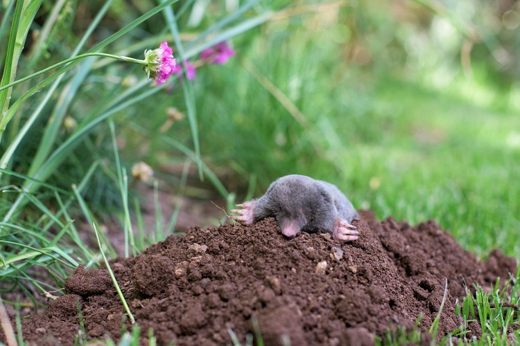 Why Do Moles Love Lawns?