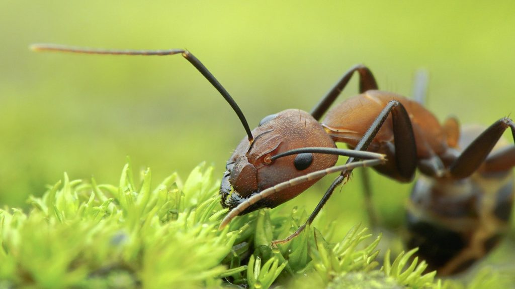 How To Get Rid Of Ants In Grass Naturally