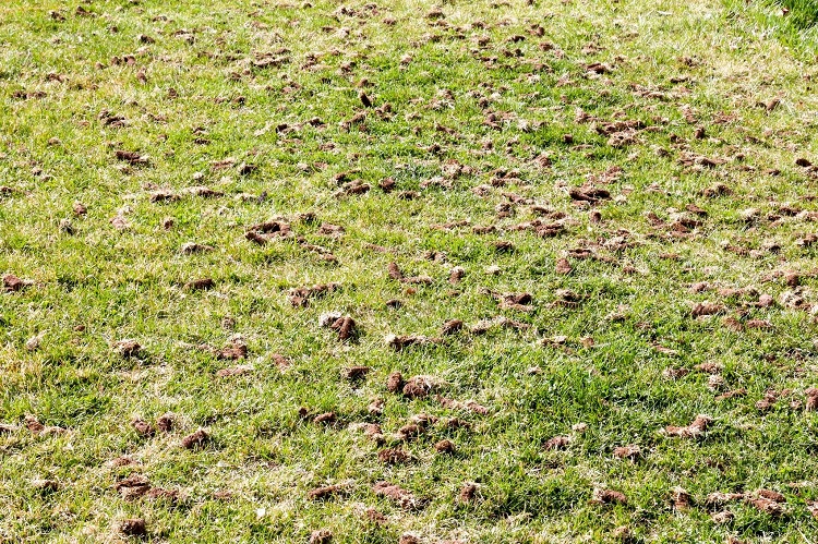 When Should You Aerate Your Lawn? 