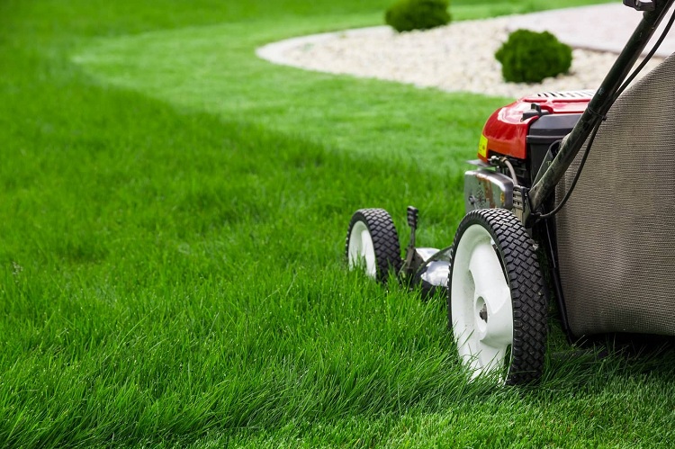 Alternatives To Rolling Your Lawn 