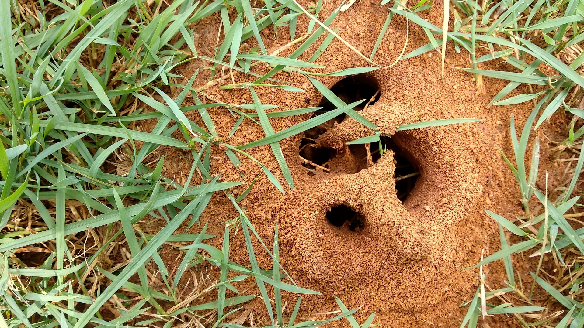 How to Get Rid of Ant Hills on Your Lawn