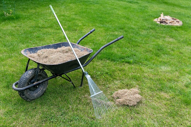 Benefits Of Dethatching A Lawn 