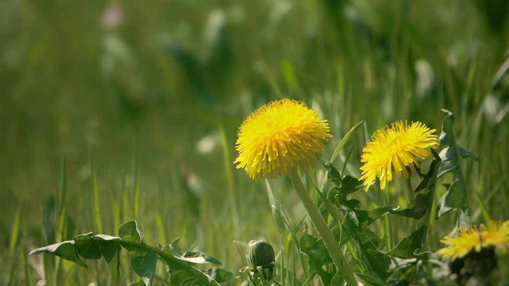 Dandelion Killer Products and Reviews for our top picks