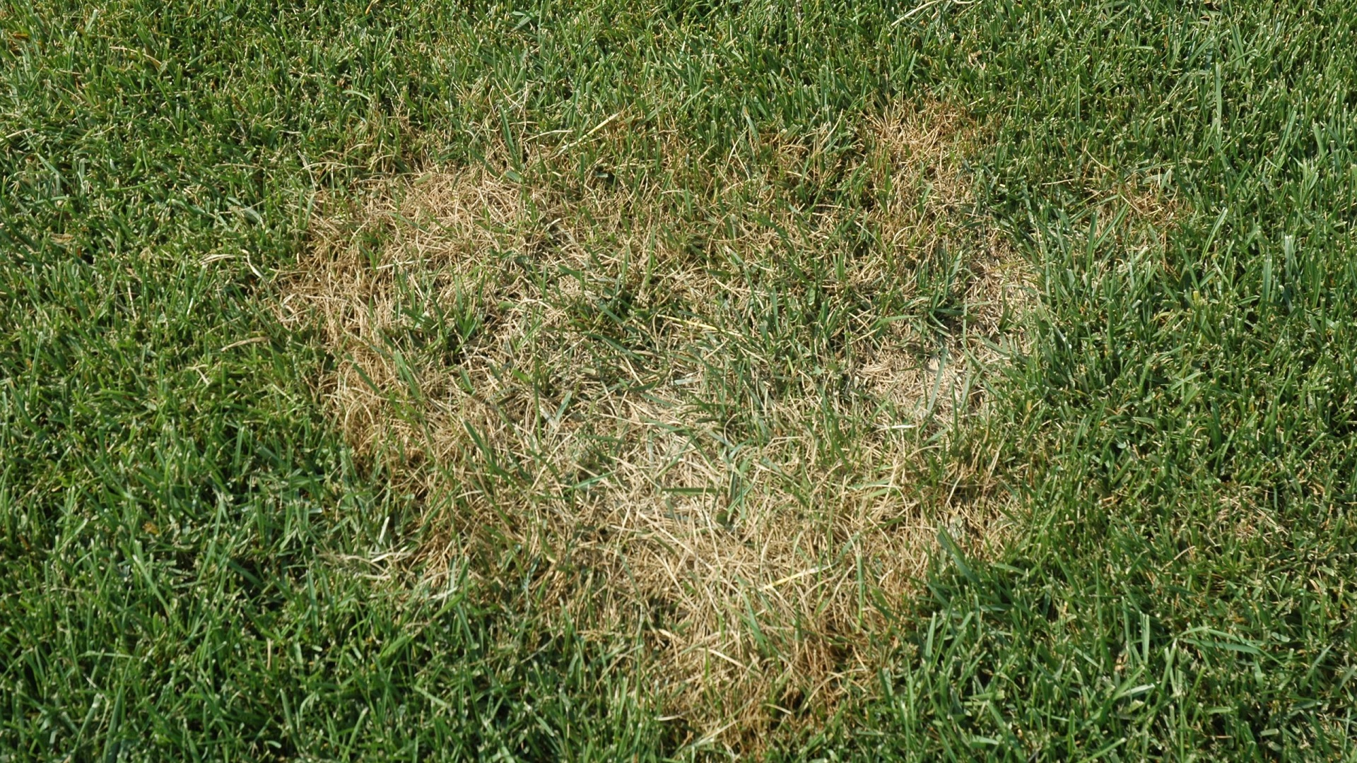 How to Get Rid of Brown Patch Fungus on Your Lawn