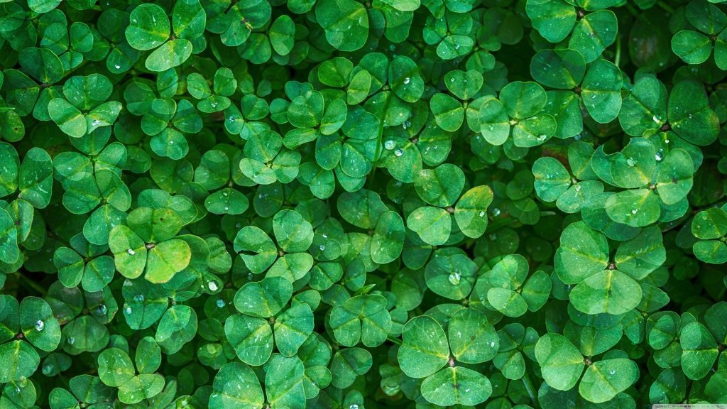 Clover Lawns: A Way To Fertilize And Have A Temporary Lawn?