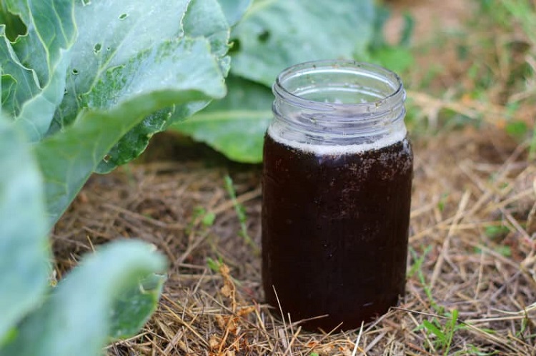 What is a Compost Tea Fertilizer?
