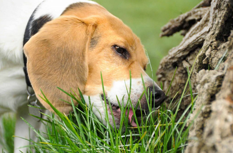 DOG EATING GRASS