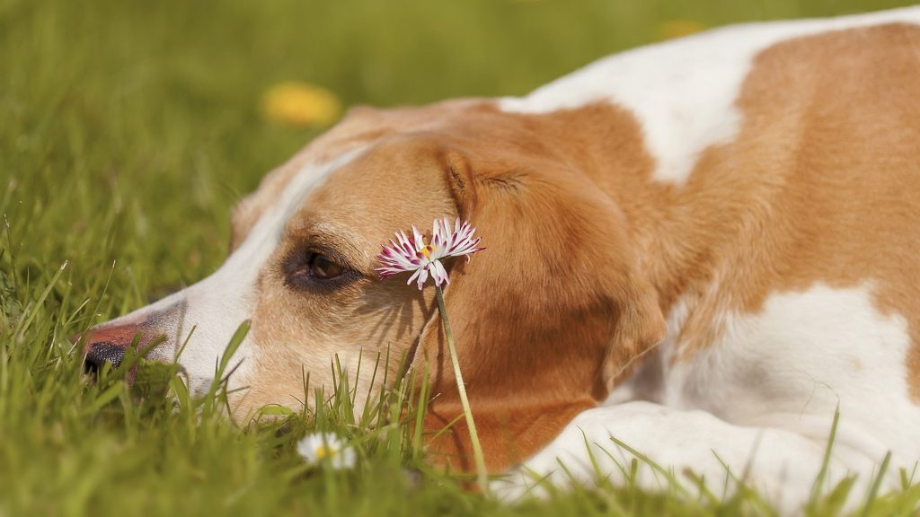What Is The Best Grass For Your Dog?