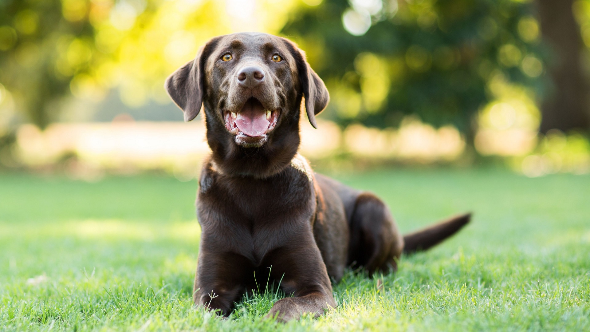 Dogs and Fertilizer: How Long to Wait?