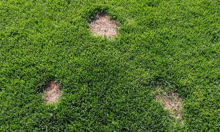 How To Identify Lawn Fungus In Your Grass
