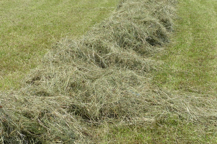Are There Any Potential Drawbacks Of Lawn Dethatching? 