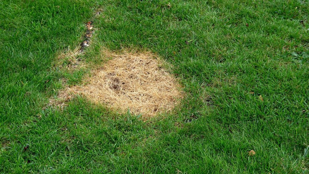 How to Reverse Lawn Fertilizer Burn