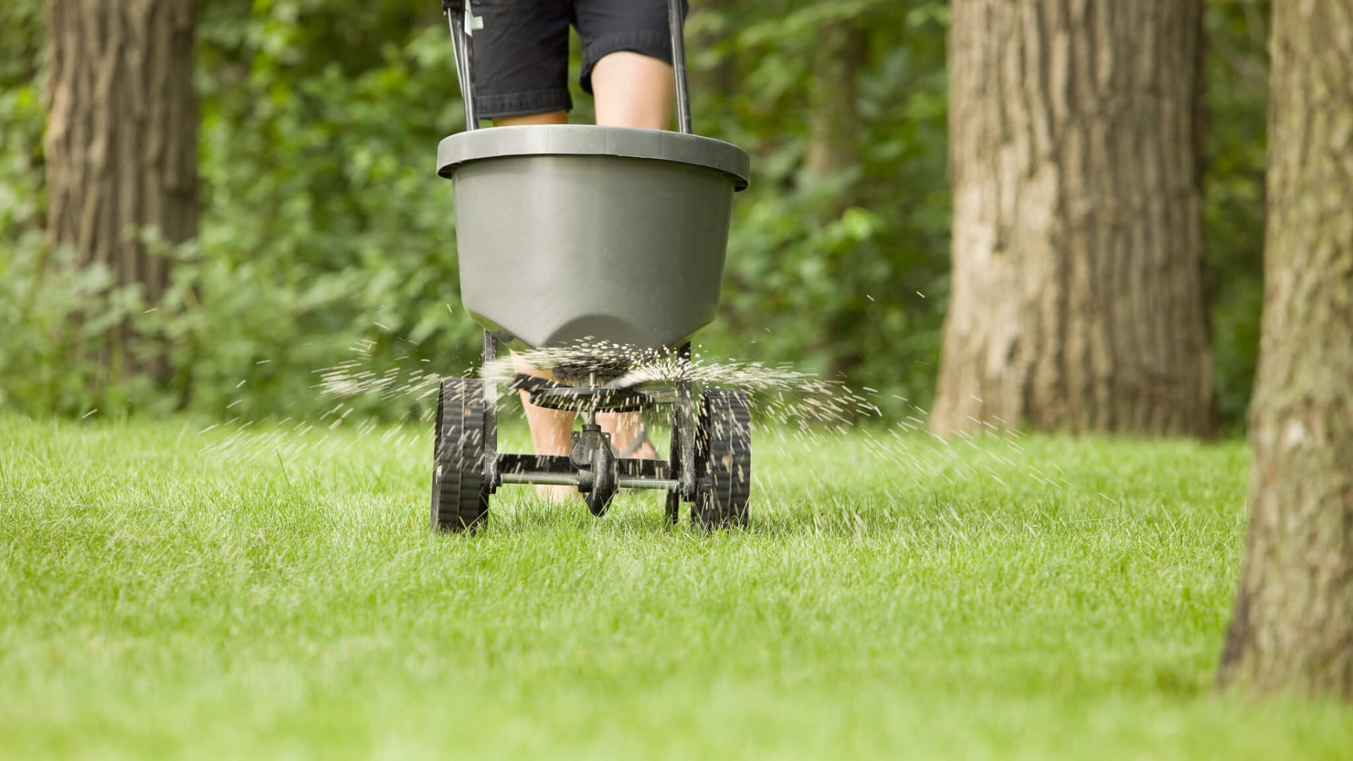 How Much Fertilizer Does My Lawn Need: 6 Simple Steps