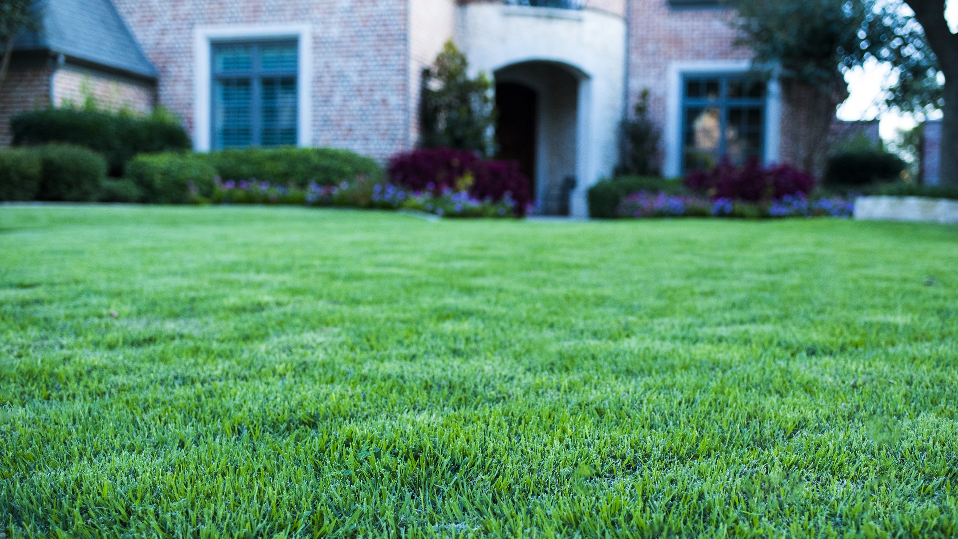 Will White Vinegar Kill Grass Along With Weeds?