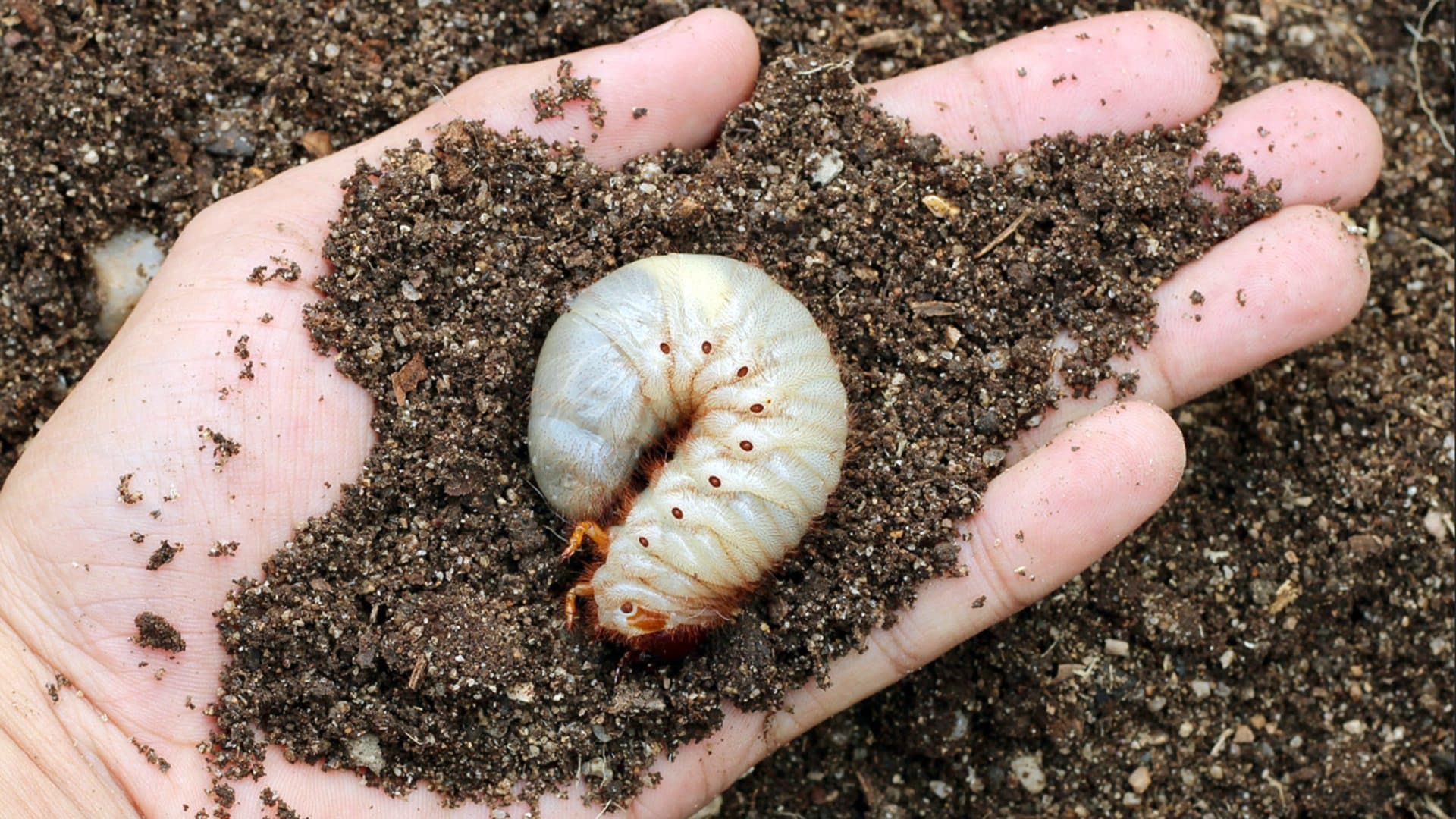The Easy Way to Get Rid of Lawn Grubs