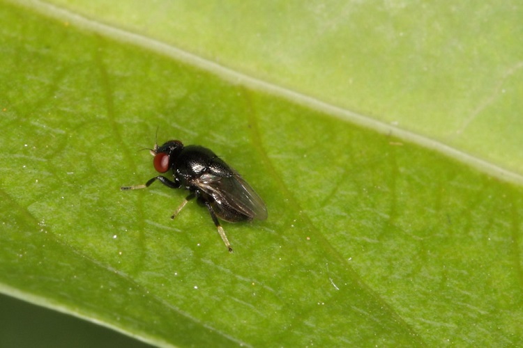 black frit fly