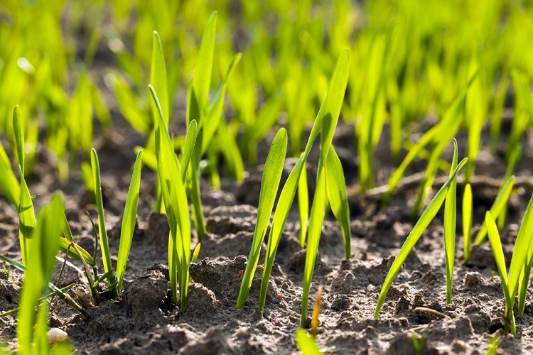 How Long Will It Take Your Grass Seed To Grow?