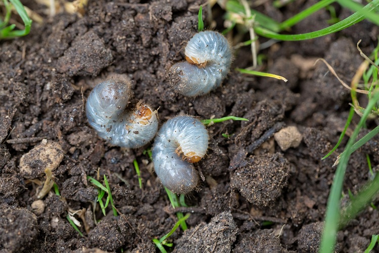 How Bad Are Grubs For Your Lawn?