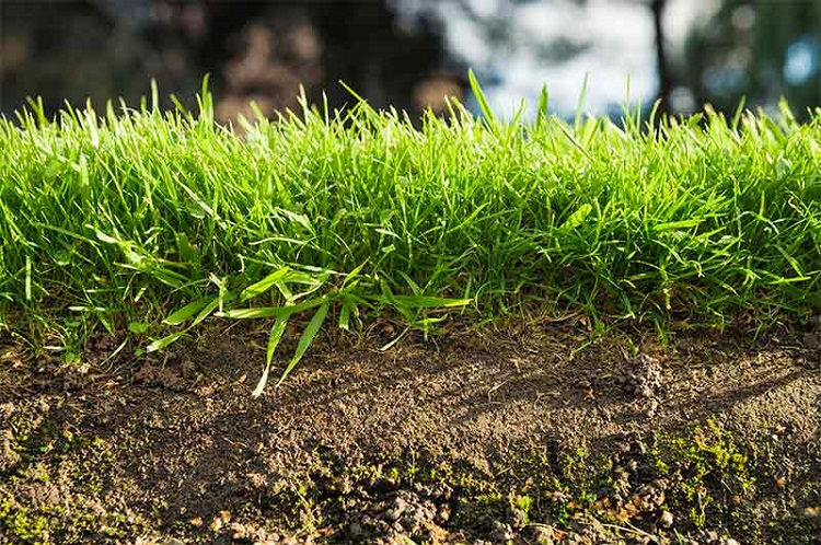How to Keep the Healthy Lawn