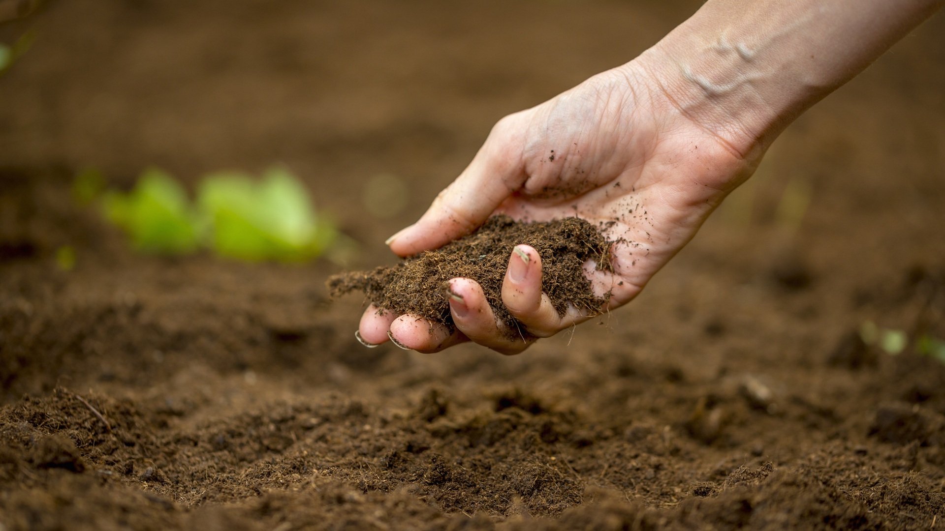 How to Soften Hard Soil and Grow a Better Lawn